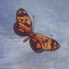 9670_Butterfly Sky_DET